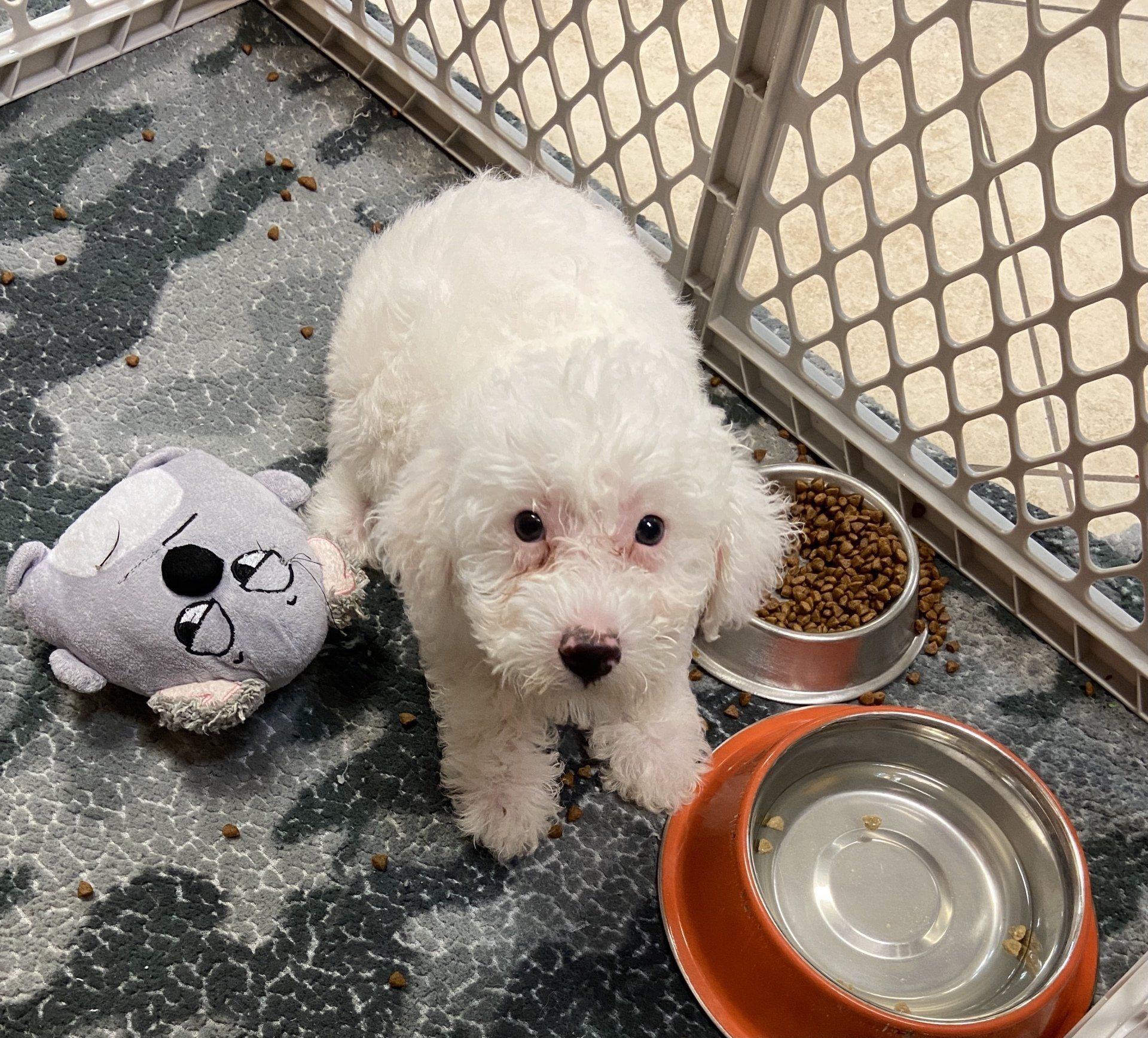 Buy a Puppy | Fort Myers, FL | Lil Rascals Puppies
