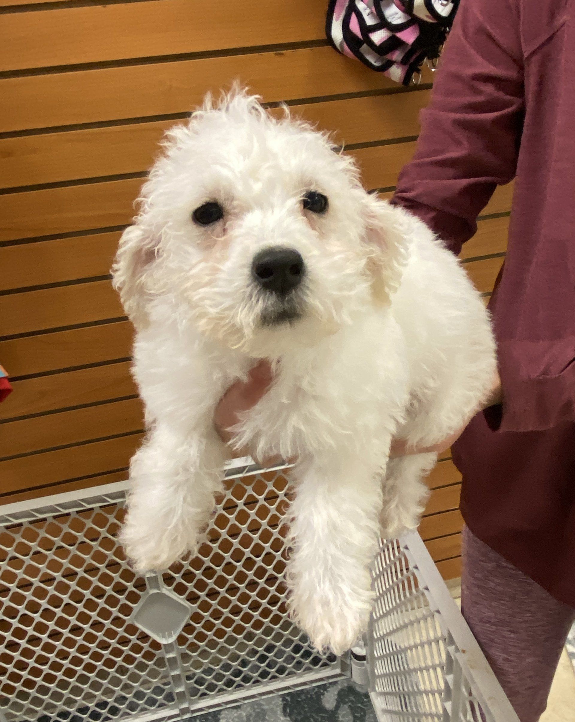 Buy a Puppy | Fort Myers, FL | Lil Rascals Puppies