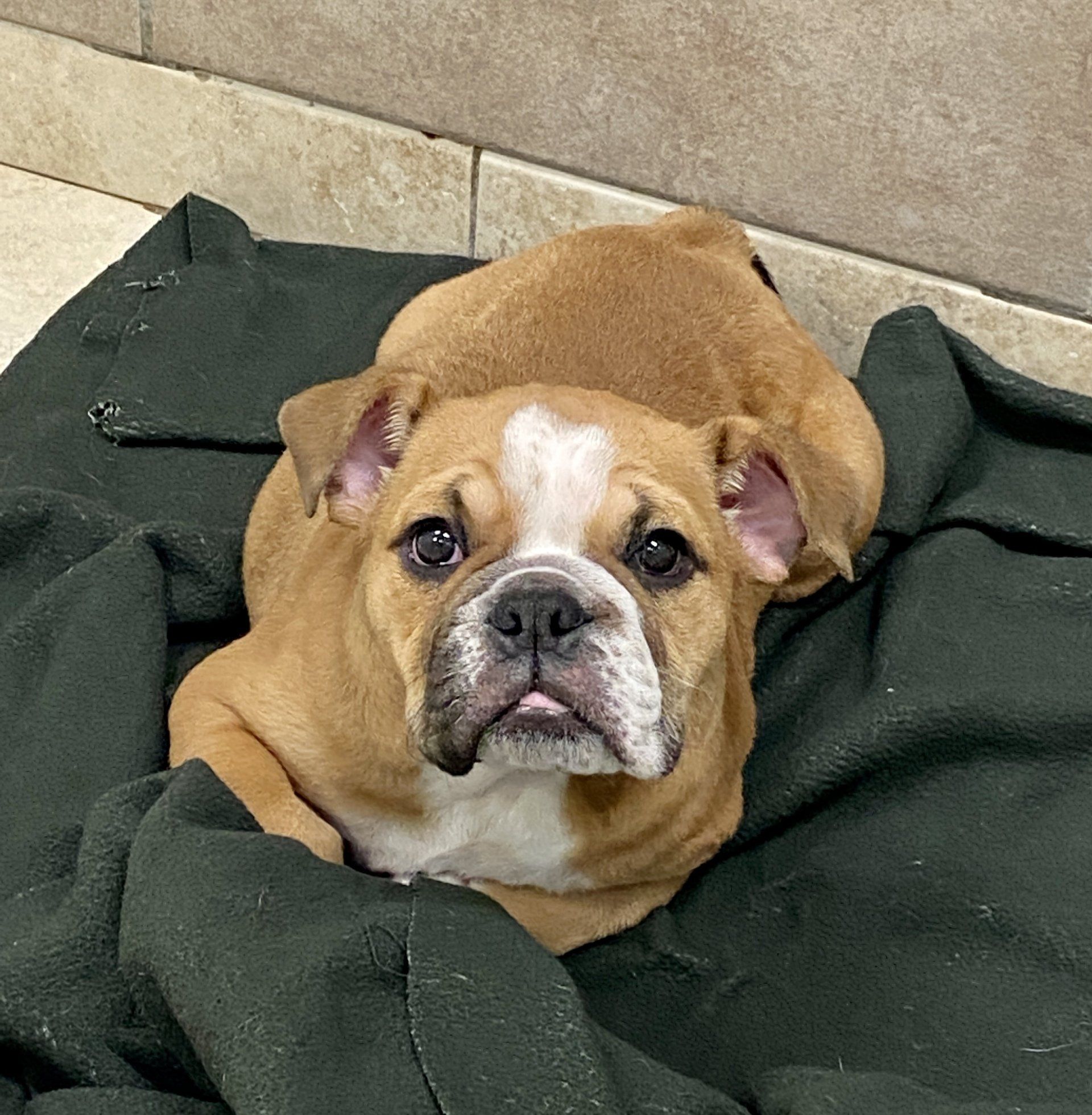 Buy a Puppy Fort Myers, FL Lil Rascals Puppies