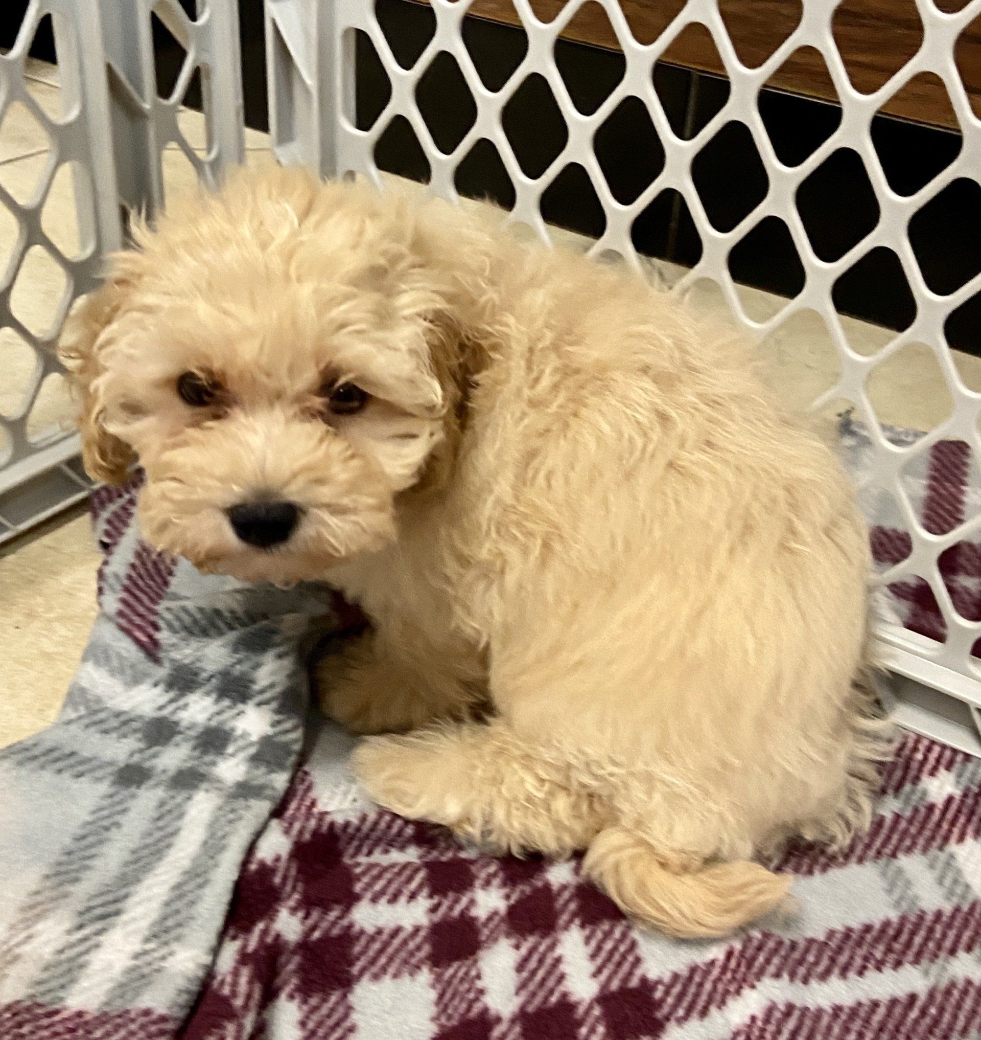 Buy a Puppy | Fort Myers, FL | Lil Rascals Puppies