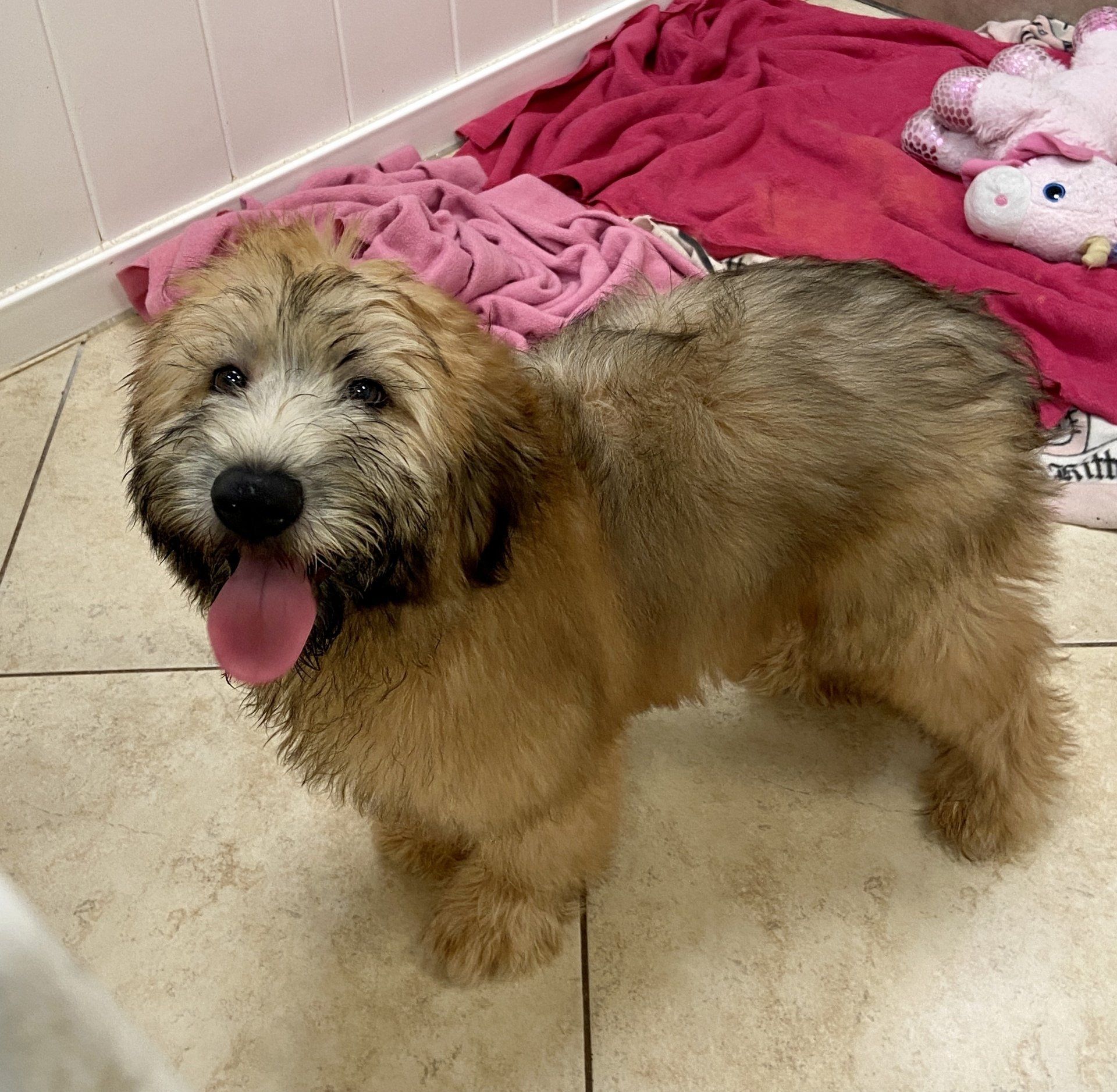 Buy a Puppy | Fort Myers, FL | Lil Rascals Puppies