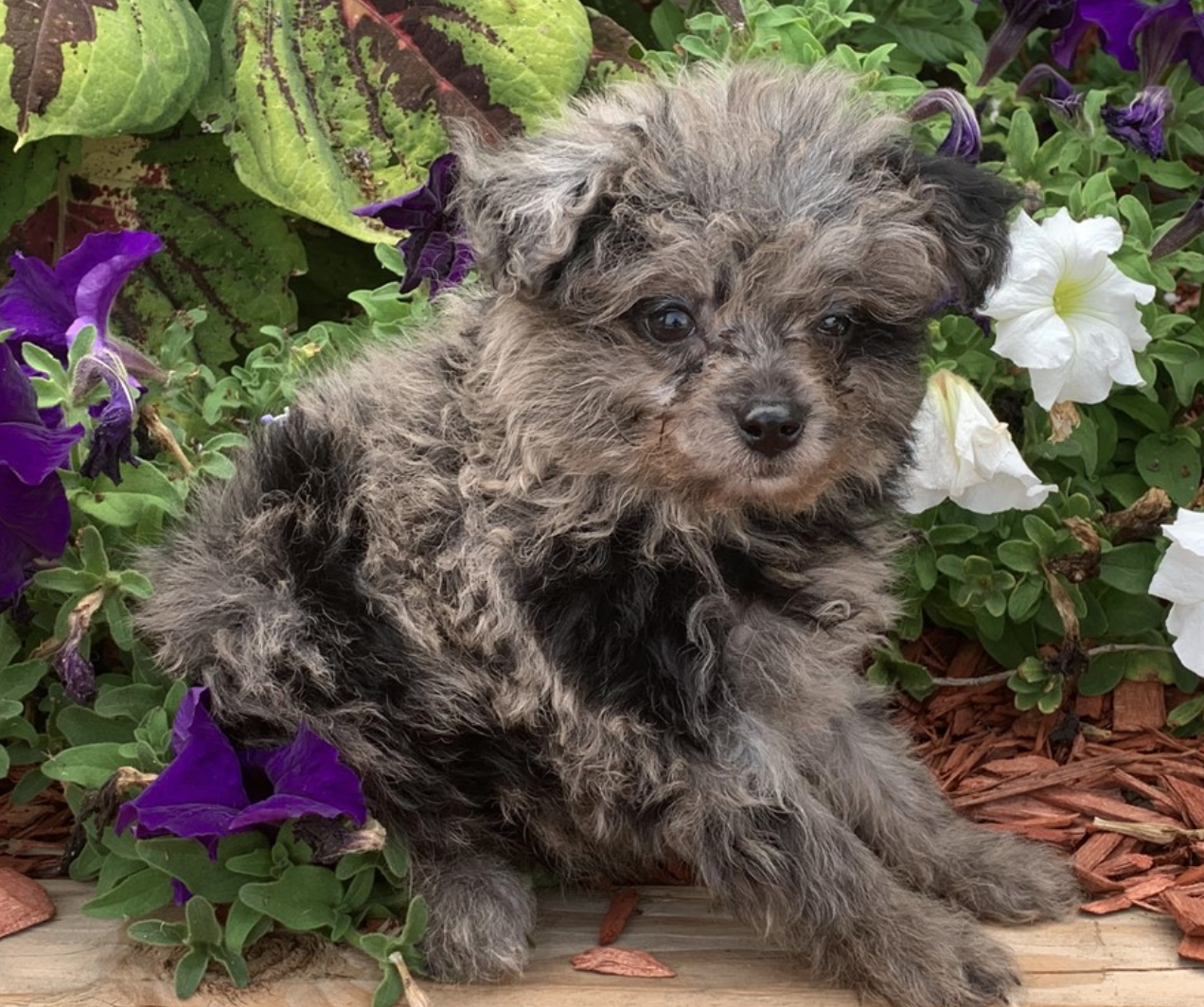 Buy a Puppy | Fort Myers, FL | Lil Rascals Puppies