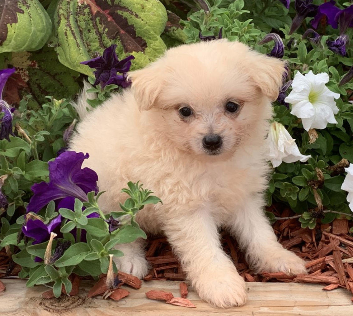 Buy a Puppy | Fort Myers, FL | Lil Rascals Puppies