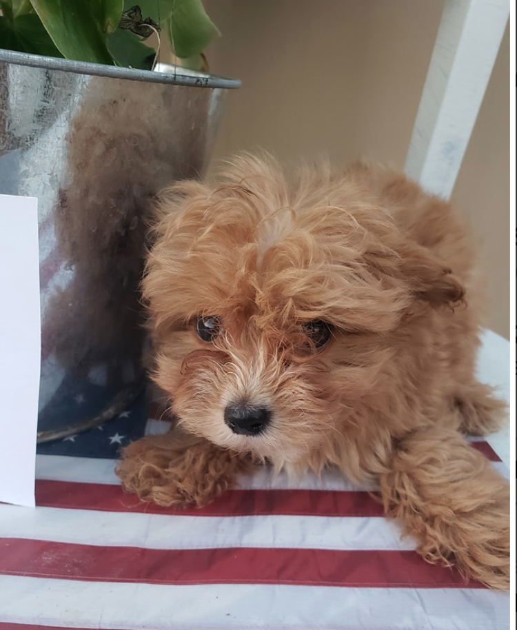 Buy a Puppy | Fort Myers, FL | Lil Rascals Puppies