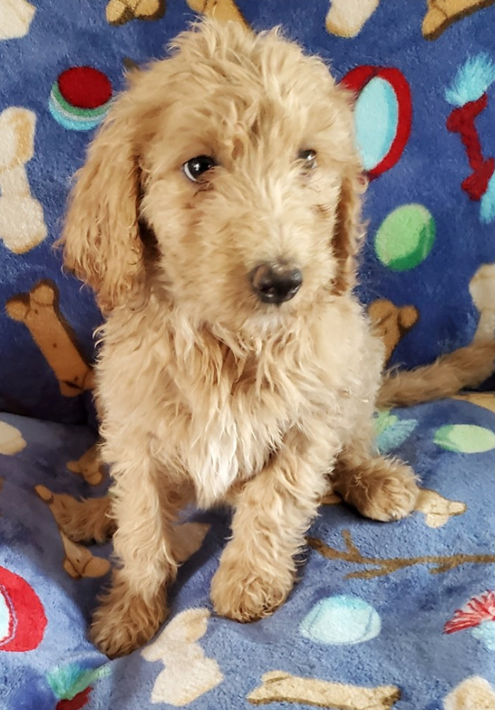 Buy a Puppy | Fort Myers, FL | Lil Rascals Puppies