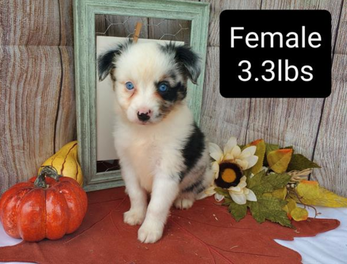 Buy a Puppy | Fort Myers, FL | Lil Rascals Puppies