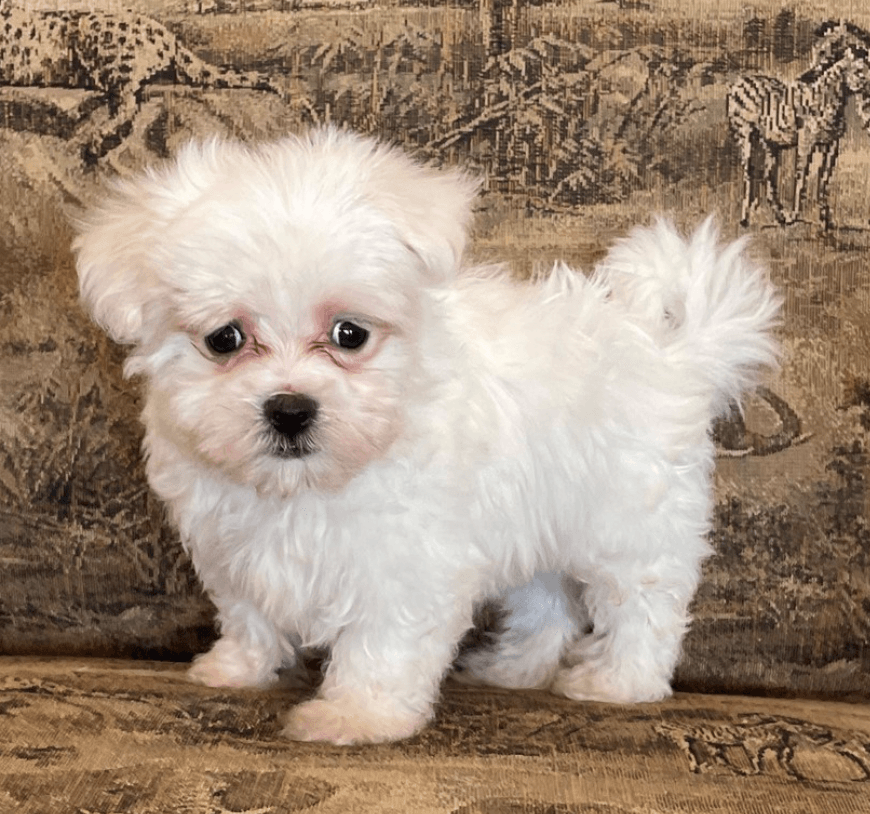 Buy a Puppy | Fort Myers, FL | Lil Rascals Puppies