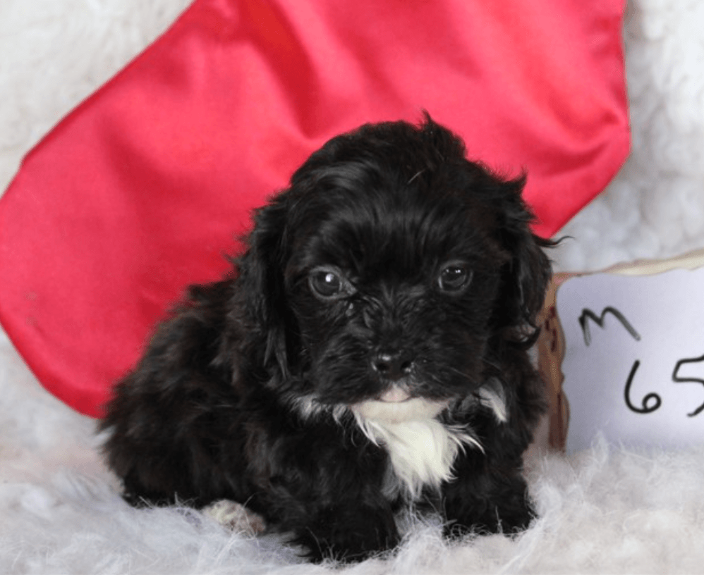 Buy a Puppy | Fort Myers, FL | Lil Rascals Puppies