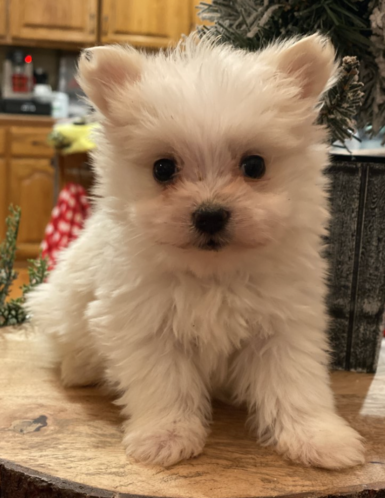 Buy a Puppy | Fort Myers, FL | Lil Rascals Puppies