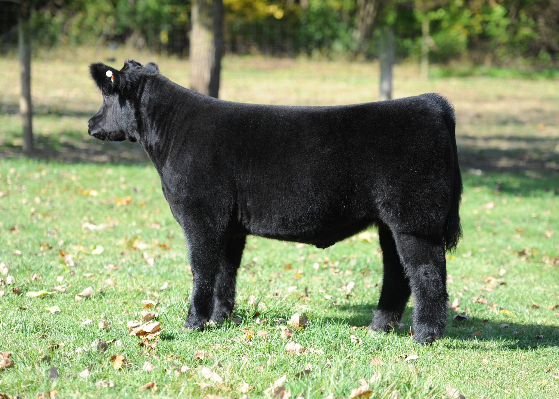 DaLin Show Cattle and Linde's Livestock Photos