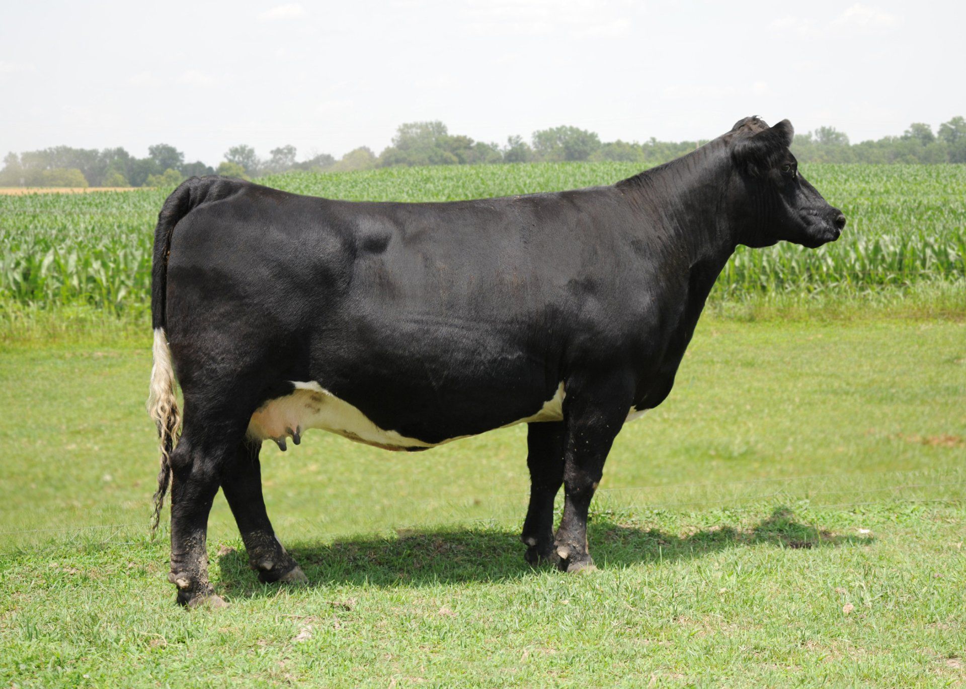 DaLin Show Cattle and Linde's Livestock Photos