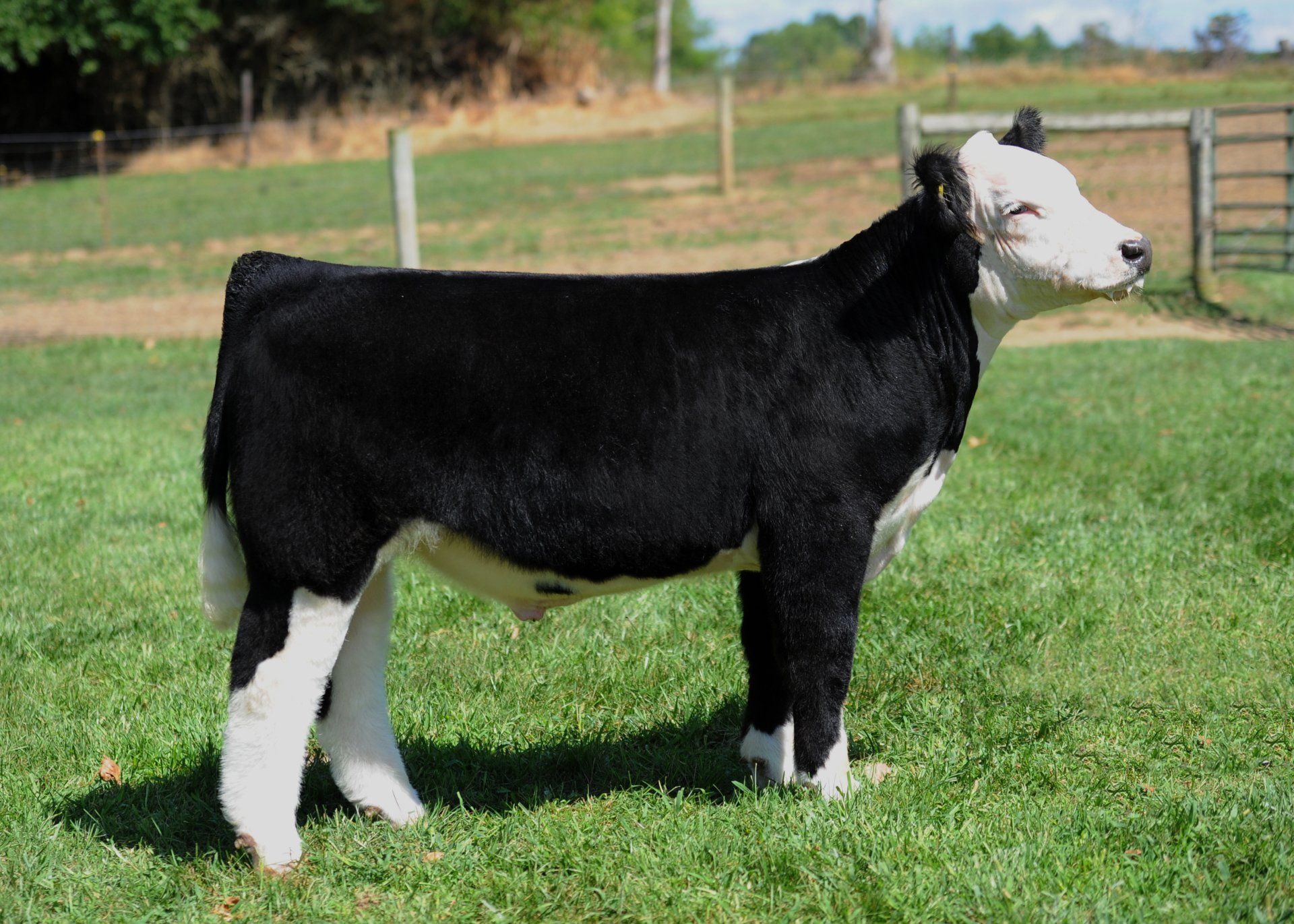 DaLin Show Cattle and Linde's Livestock Photos