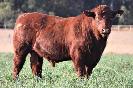 Premier Performance Shorthorn Stud Cattles | The Grove Shorthorns