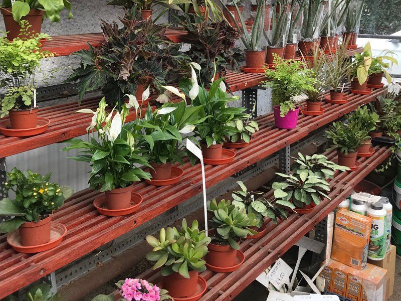 Your local garden nursery | Shanes Nursery