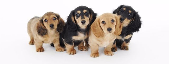 dachshund coat types