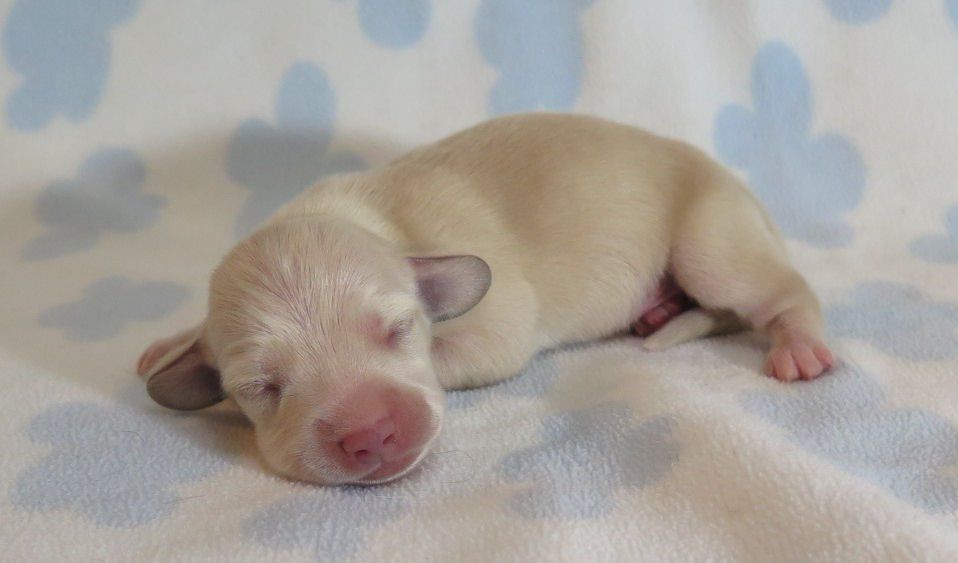 Dachshund Color, Coat and Pattern