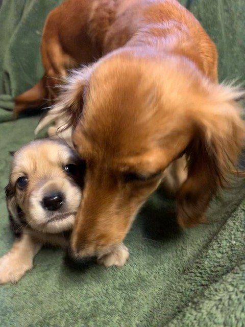 dachshund adoption