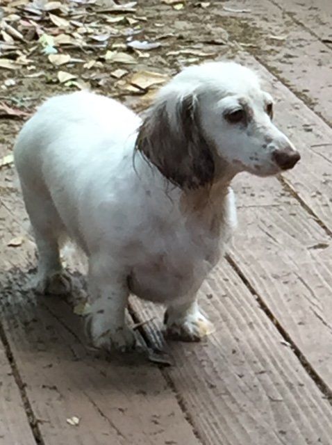 extreme piebald dachshund