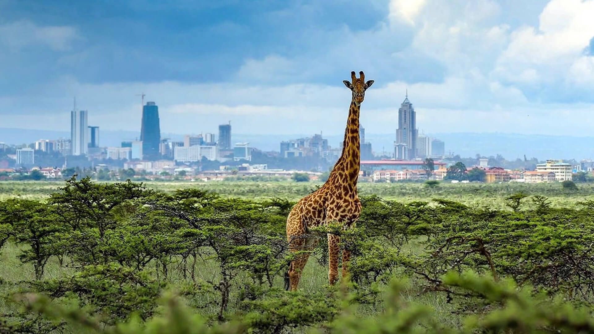 nairobi-national-park-day-tour-predators-safari-club