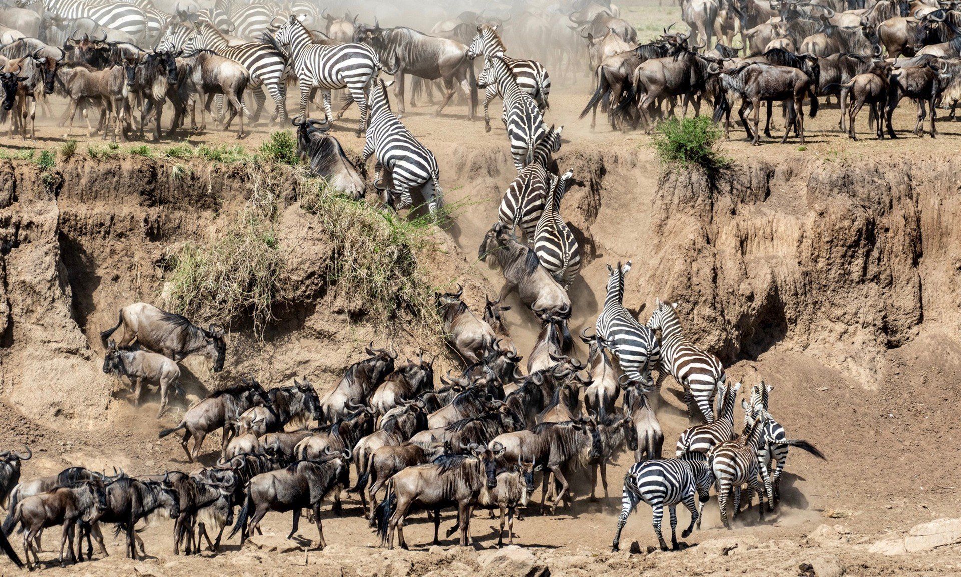 Wildebeest Migration - Predators Safari Club