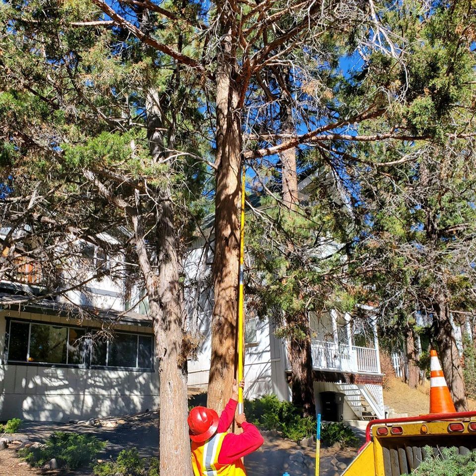 Tree Company l Chino, CA l Tree Pros Inc.