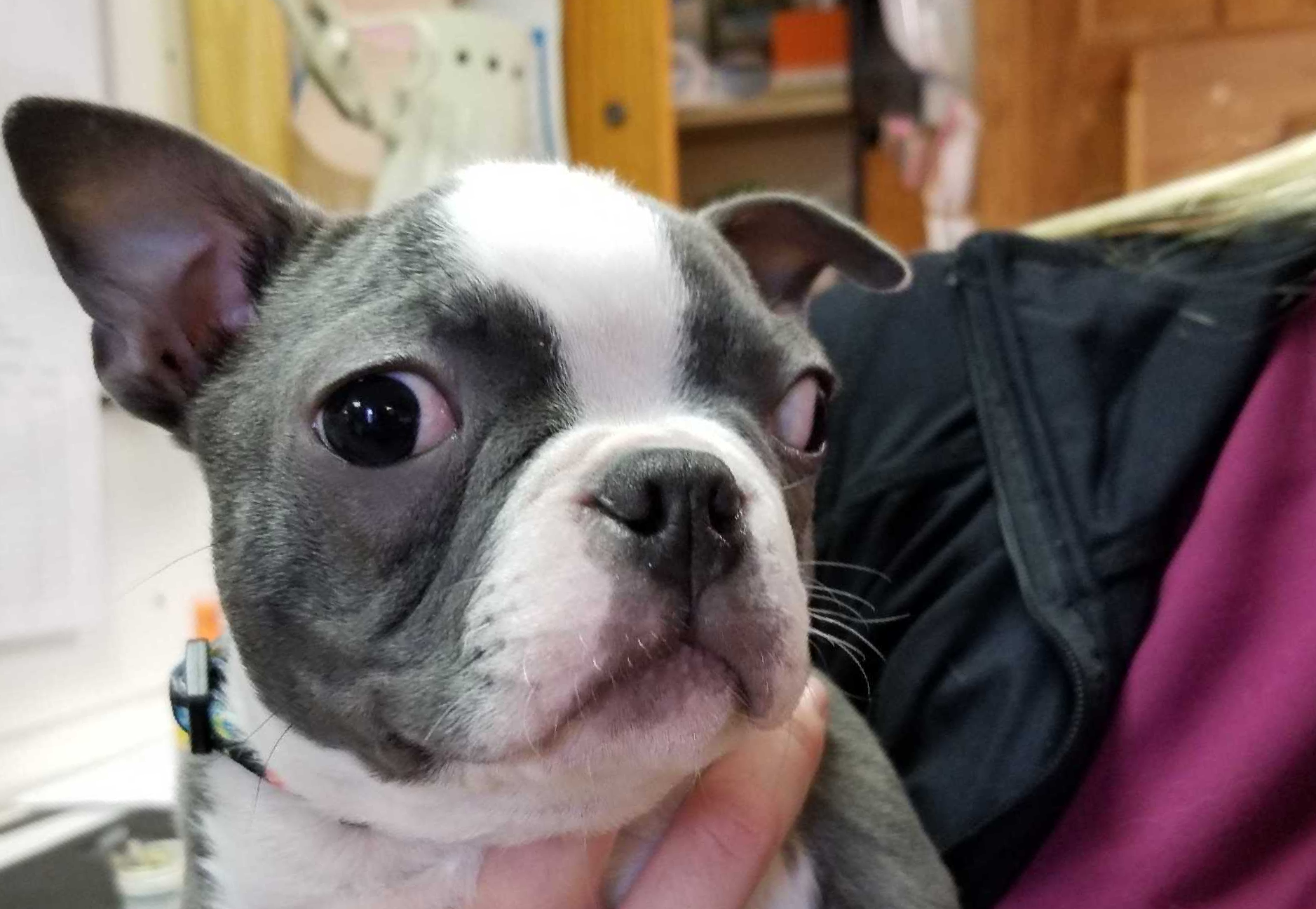 Mill Pond Veterinary Clinic 2255 Mill Pond Road, Quakertown, PA. A full