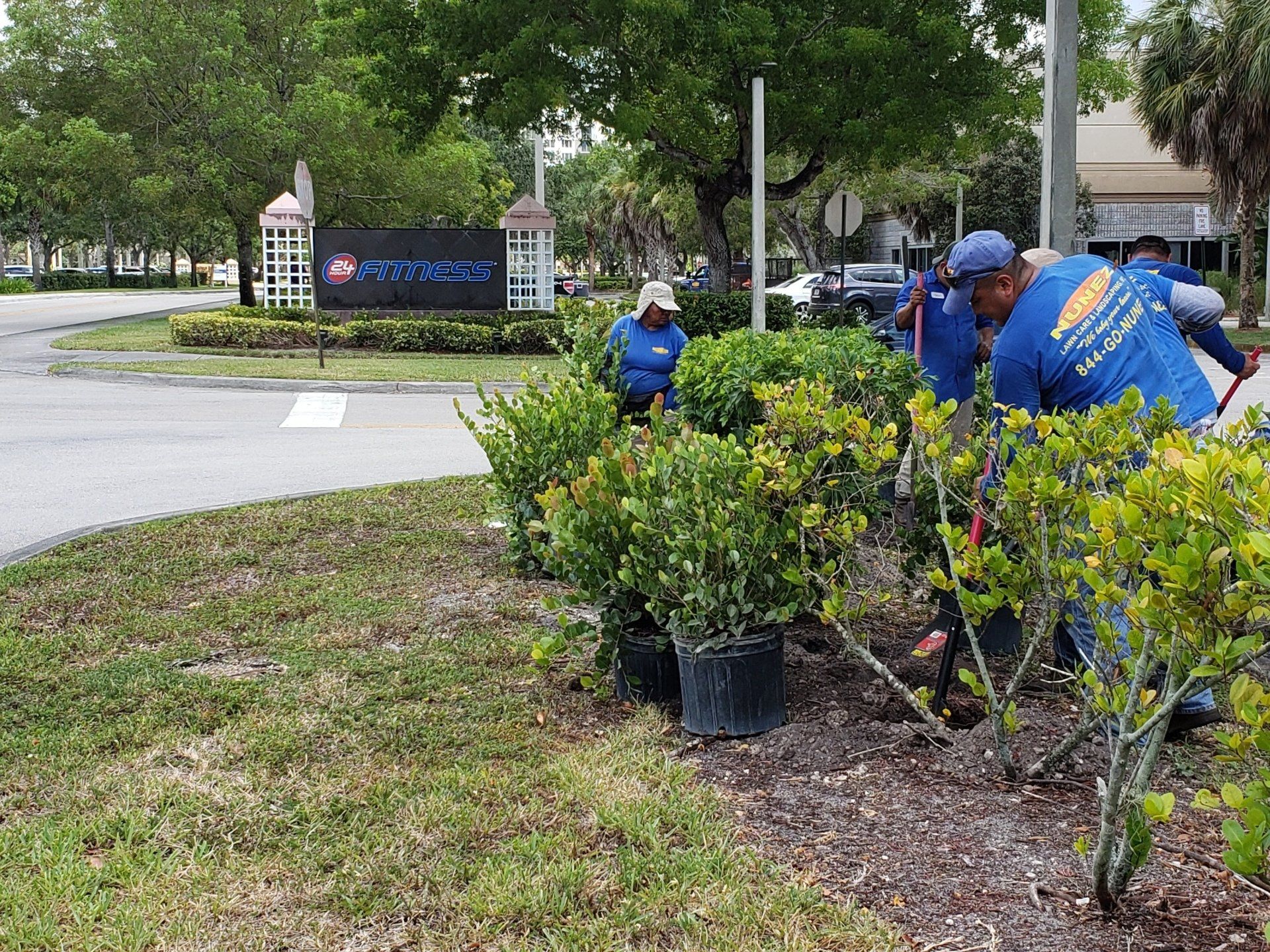 Video, pruning FL shrubs Okeechobee