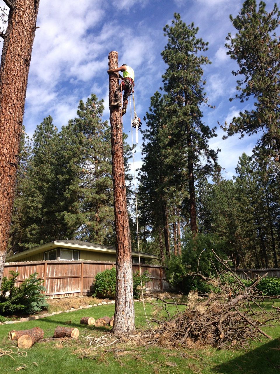 How to Cut Down Trees Properly and Safely