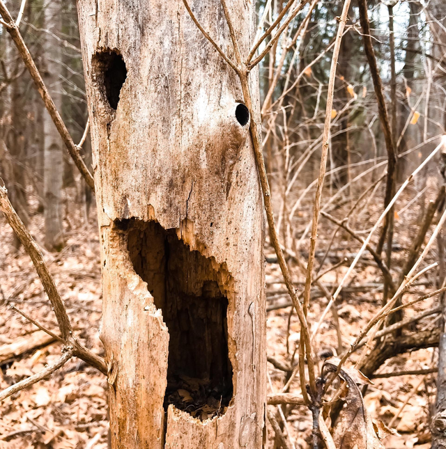 How To Identify A Dead Tree In Your Garden How To Identify A Dead Tree In Your Garden