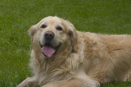 well-maintained and hygenic dog boarding kennels