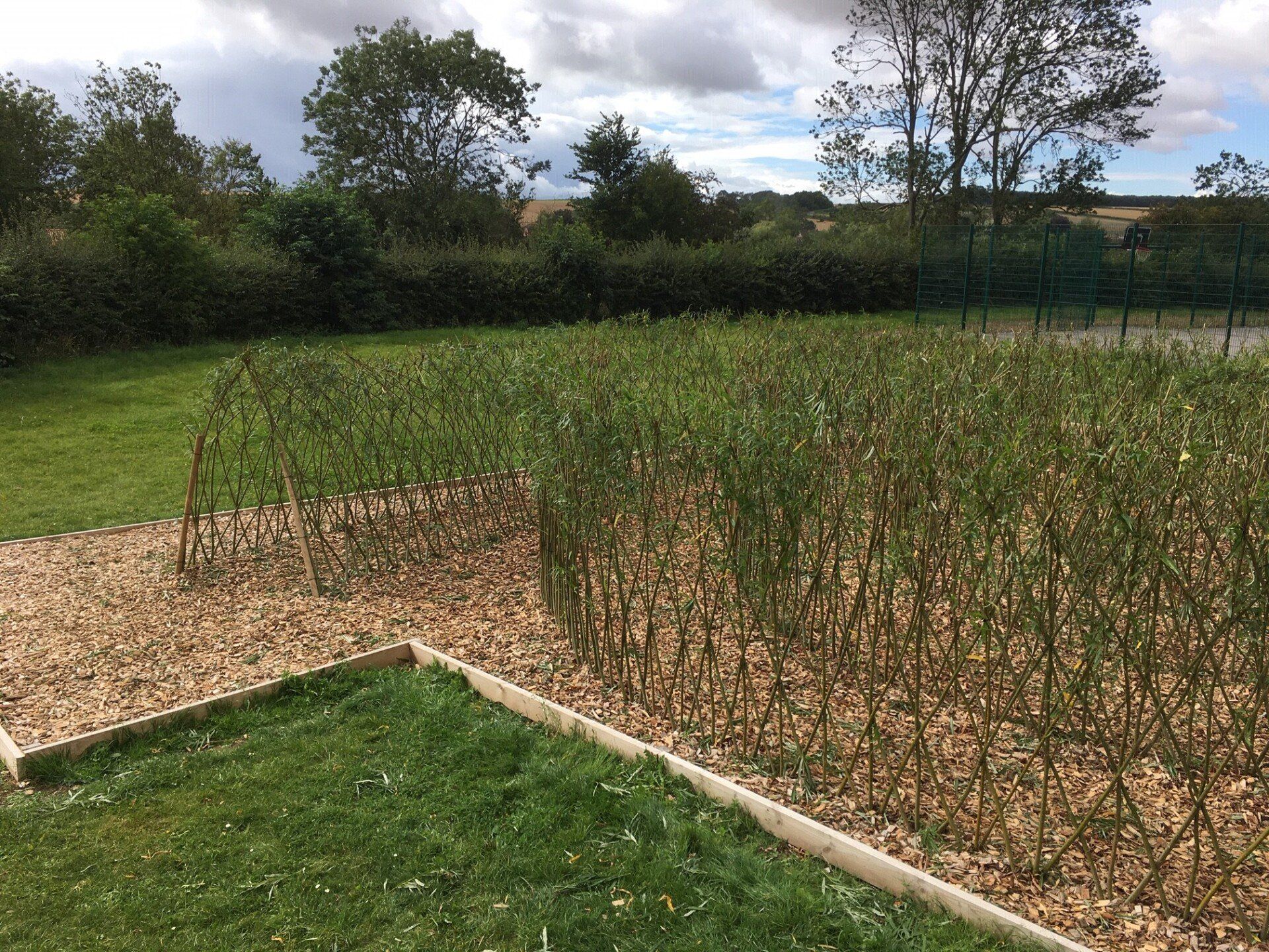Living willow structures willow tunnel willow wigwam willow dome