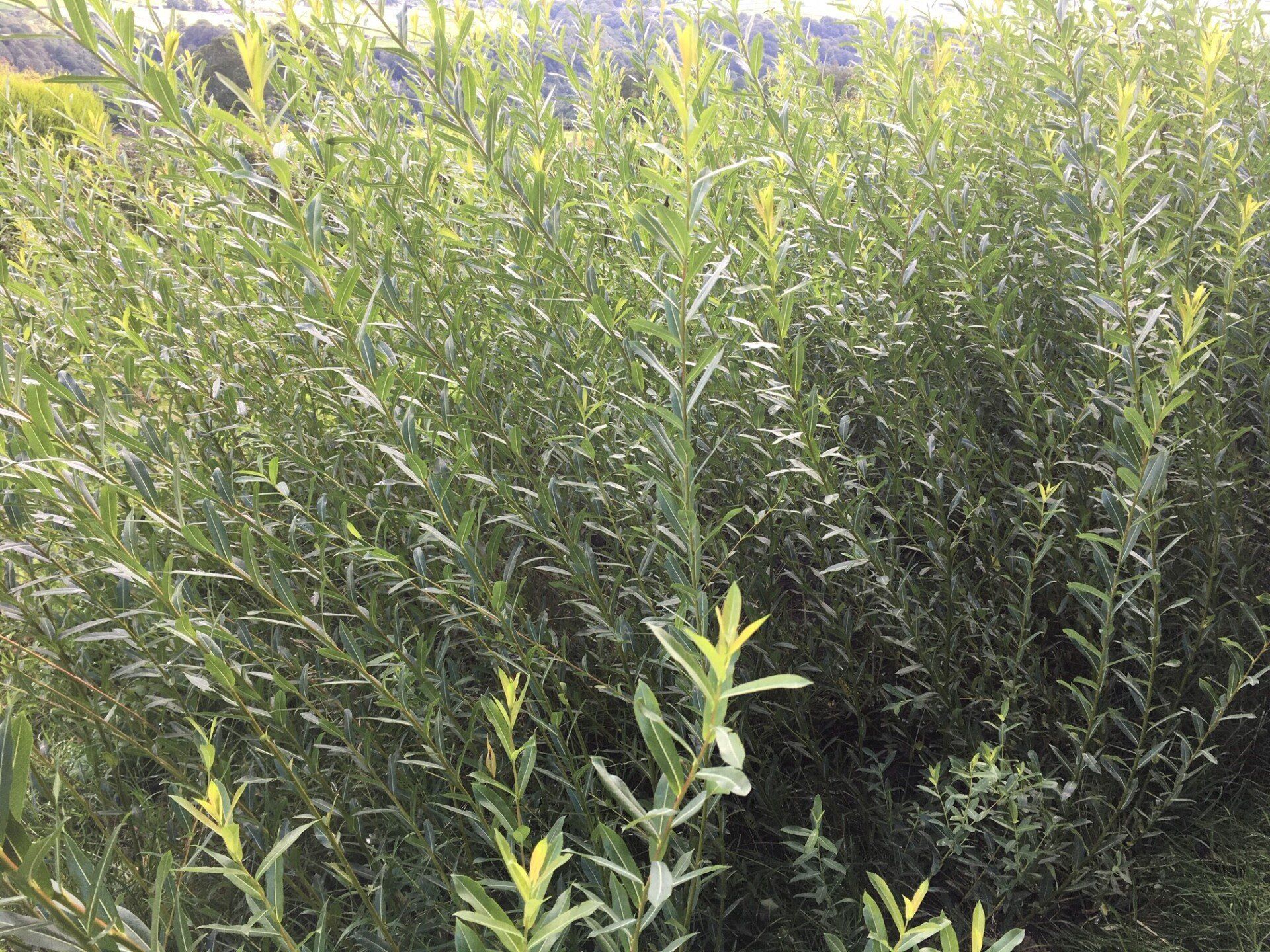 Sale of Willow Cuttings Willow Rods and Living Willow Structures