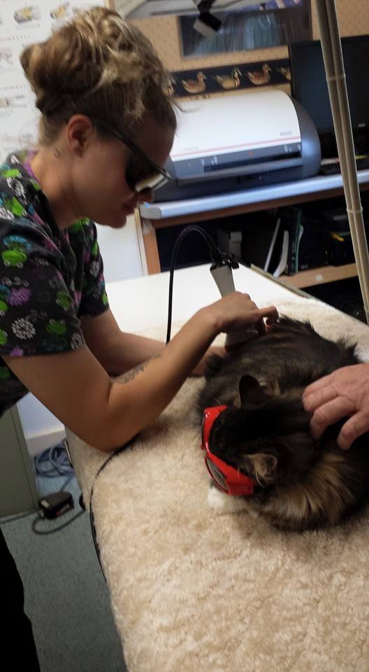 best veterinary clinic near me