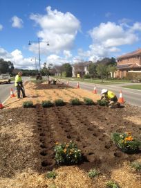 Roundabout & Median Strip Planting