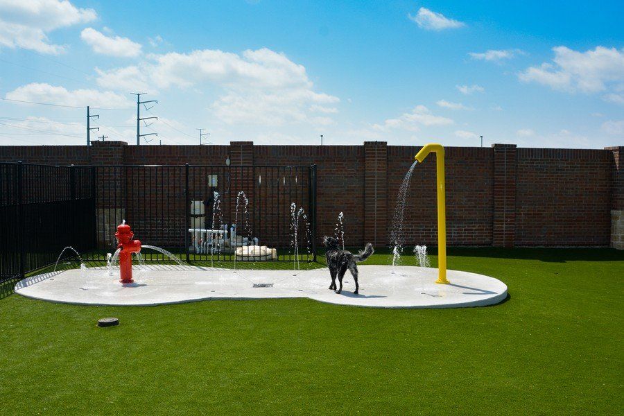 Legacy Dog Resort Gallery Frisco Texas Playcare Boarding