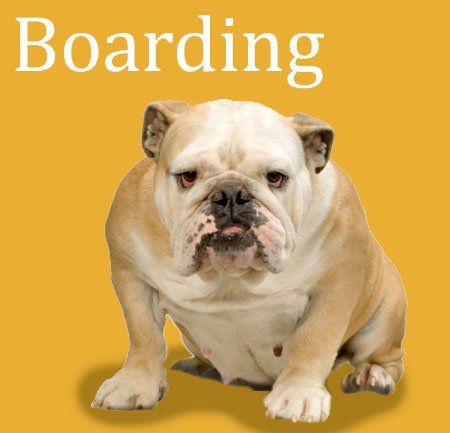 Legacy Dog Resort of Frisco, Texas | Dog Boarding | Doggie Day care