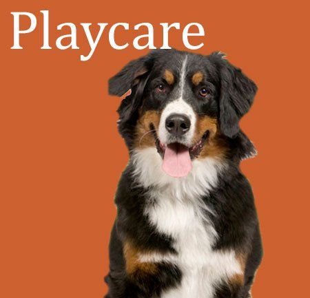 Legacy Dog Resort of Frisco, Texas | Dog Boarding | Doggie Day care