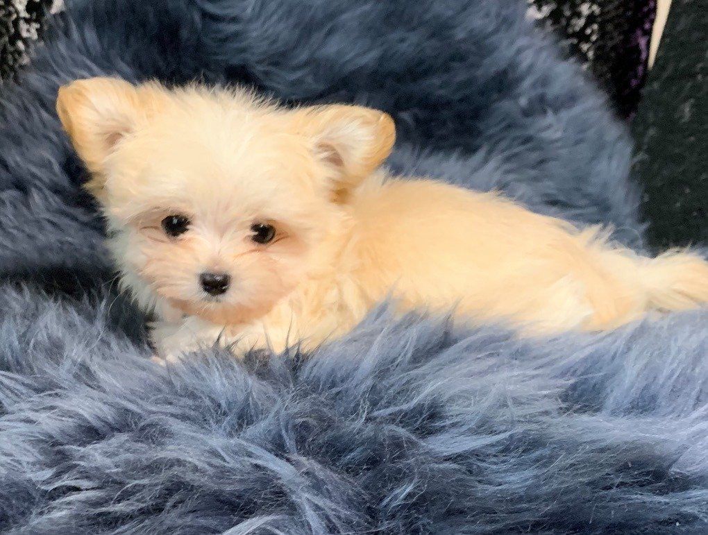 Rare Gem MiKis MiKi Puppies for Sale