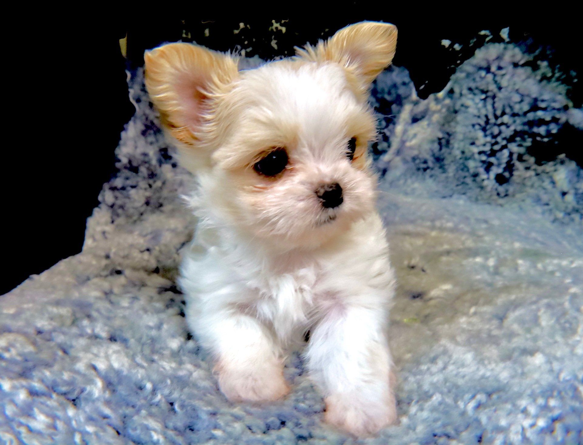 Rare Gem Mi-Kis |Miki.com | Mi-Ki Puppies for Sale