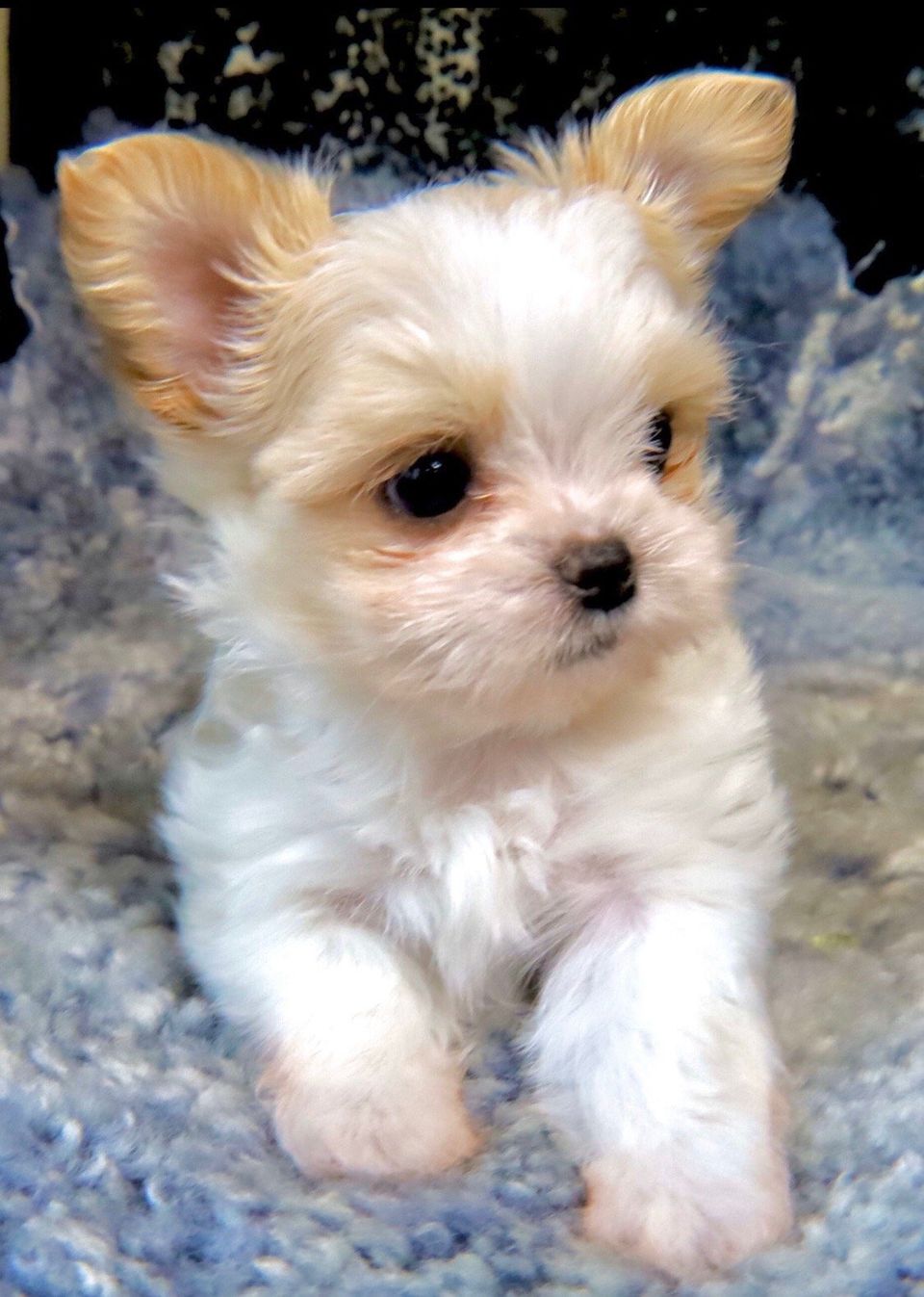 Available MiKi Puppies Rare Gem MiKis in Ohio