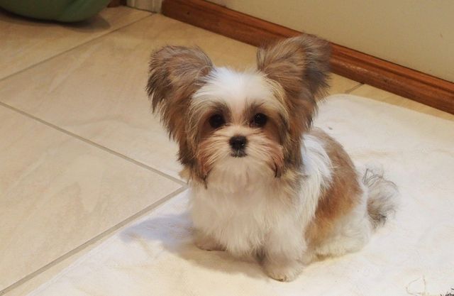 Rare Gem Mi Kis Miki Ki Puppies For Rare Gem Mi Kis Miki Ki