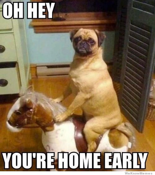 Memes Funny Pictures Of Dogs