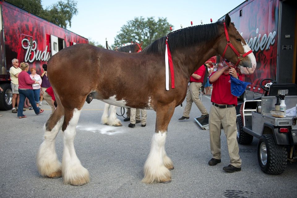 The Budweiser Clydesdales visit the SunNFun Resort in Sarasota, Florida
