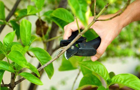 Pruning and pollarding from Neil Stevens Tree Surgeon