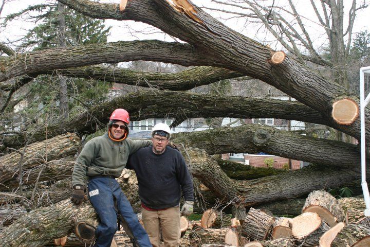 tree removal service st charles il, Umatilla FL
