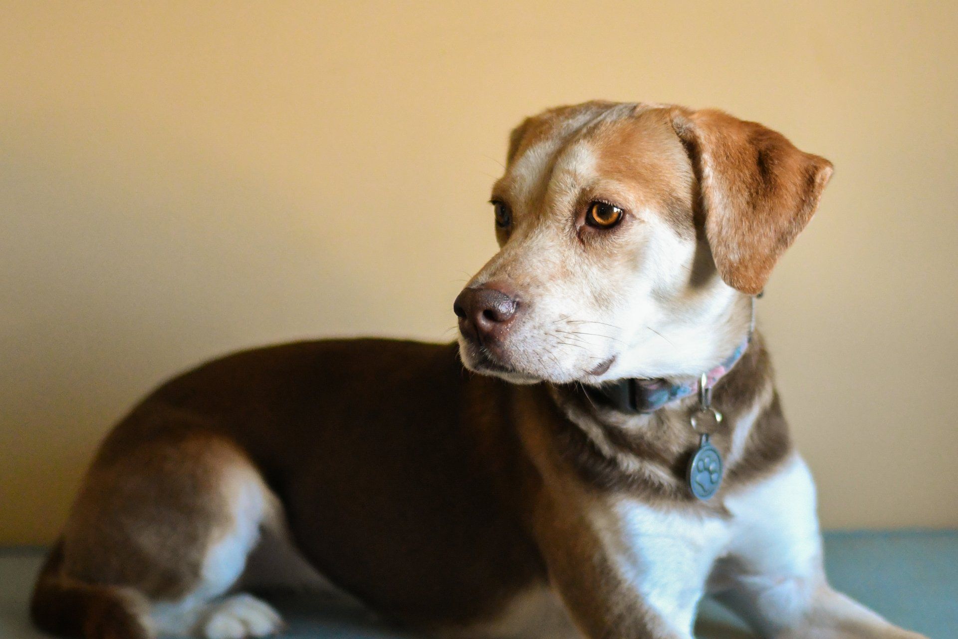 Paws & Claws Animal Hospital Veterinary Clinic Wilmington, NC Pet