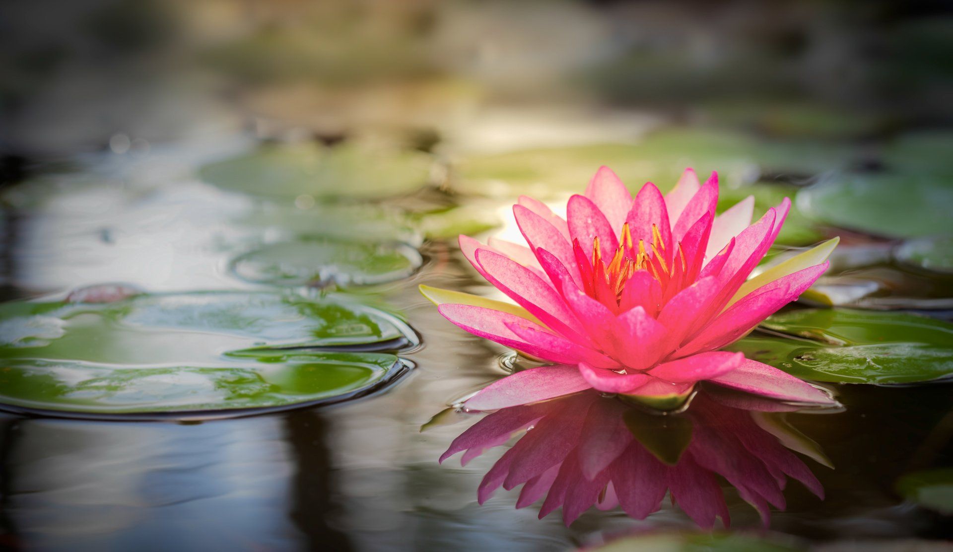 Flowers Used In Spa Treatments