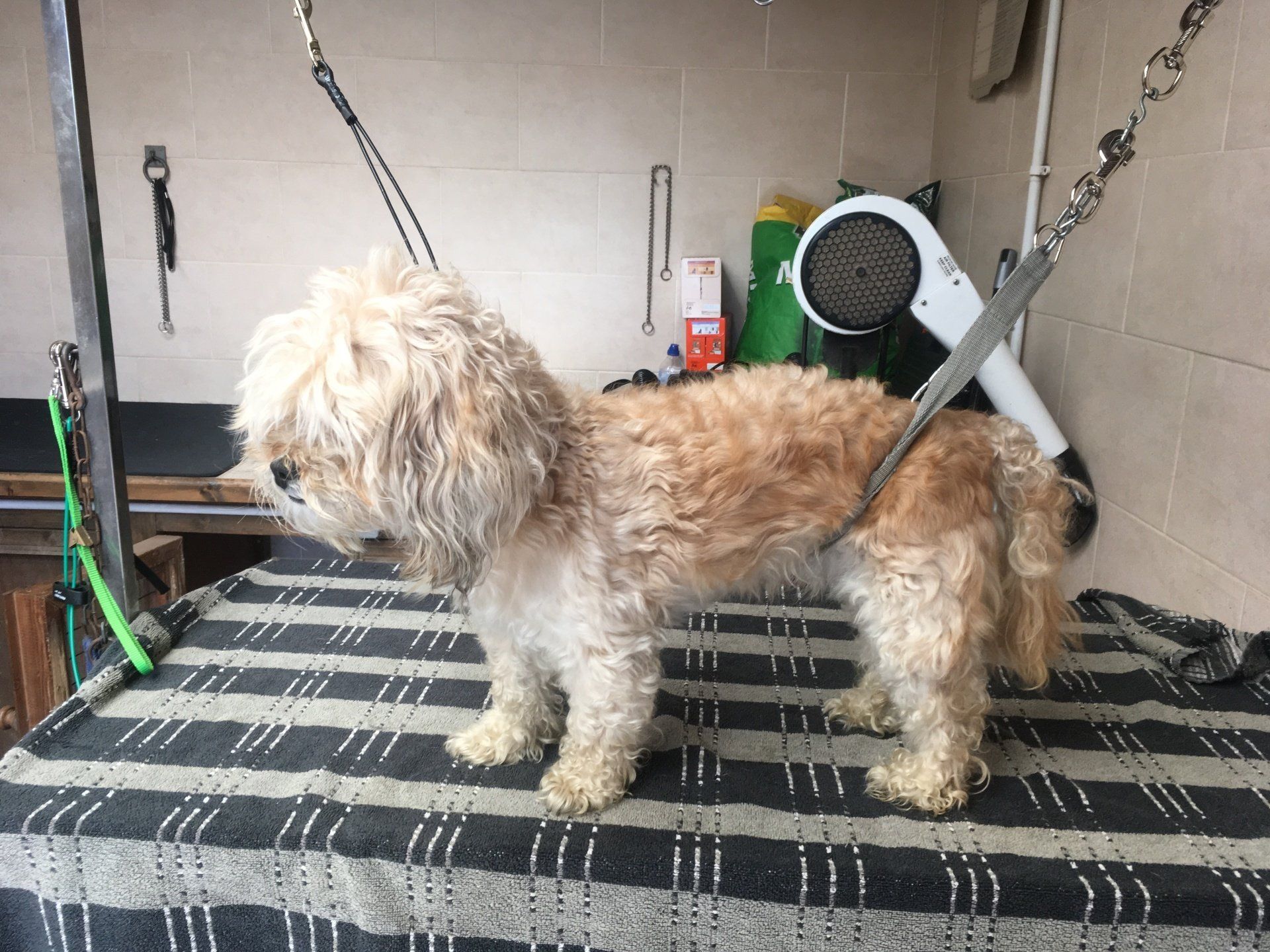 Dog Grooming and Clipping Hambrook Bristol 0117 9571500