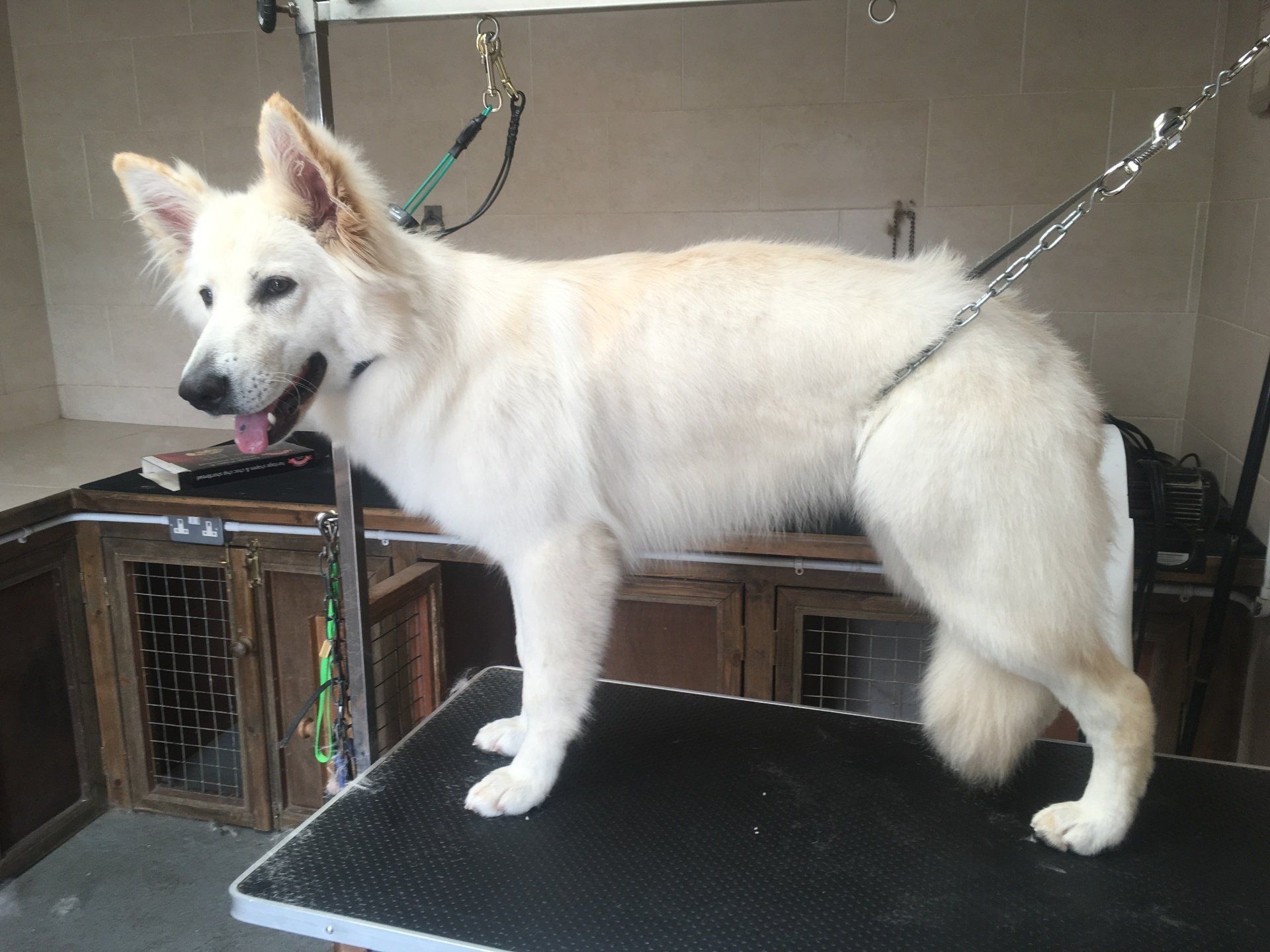 Dog Grooming and Clipping Hambrook Bristol 0117 9571500