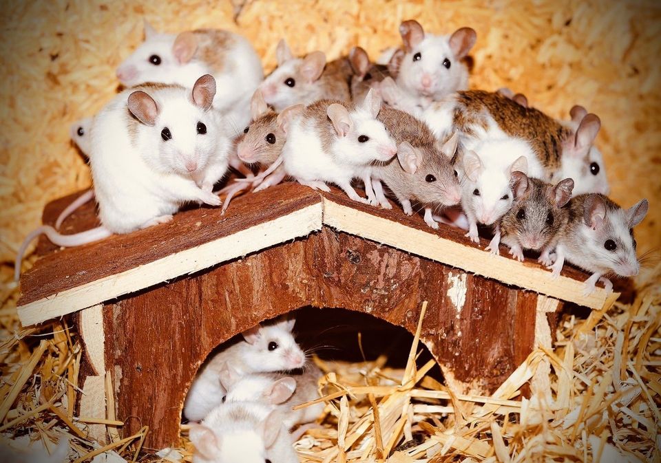 Keeping your home free from mice